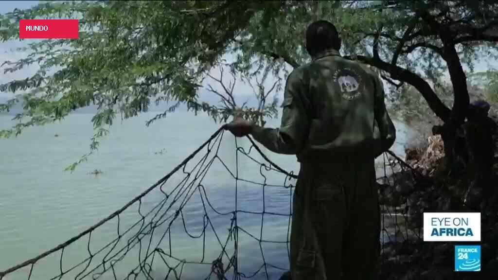 Kenya: Crocodiles pushed towards homes by rising lakes