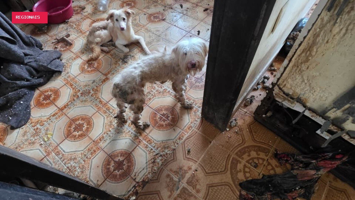 Cães são resgatados em situação de maus-tratos em ONG na Zona Norte do Rio