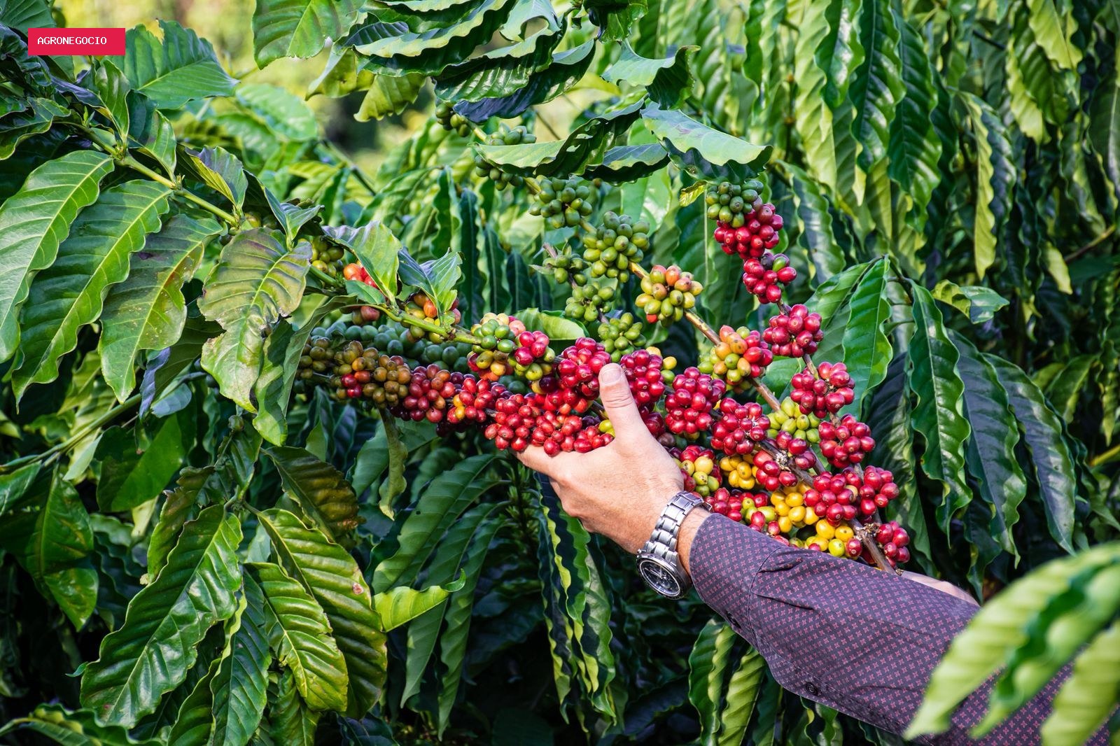 Chuvas favorecem florada do café e preços recuam, aponta Cepea