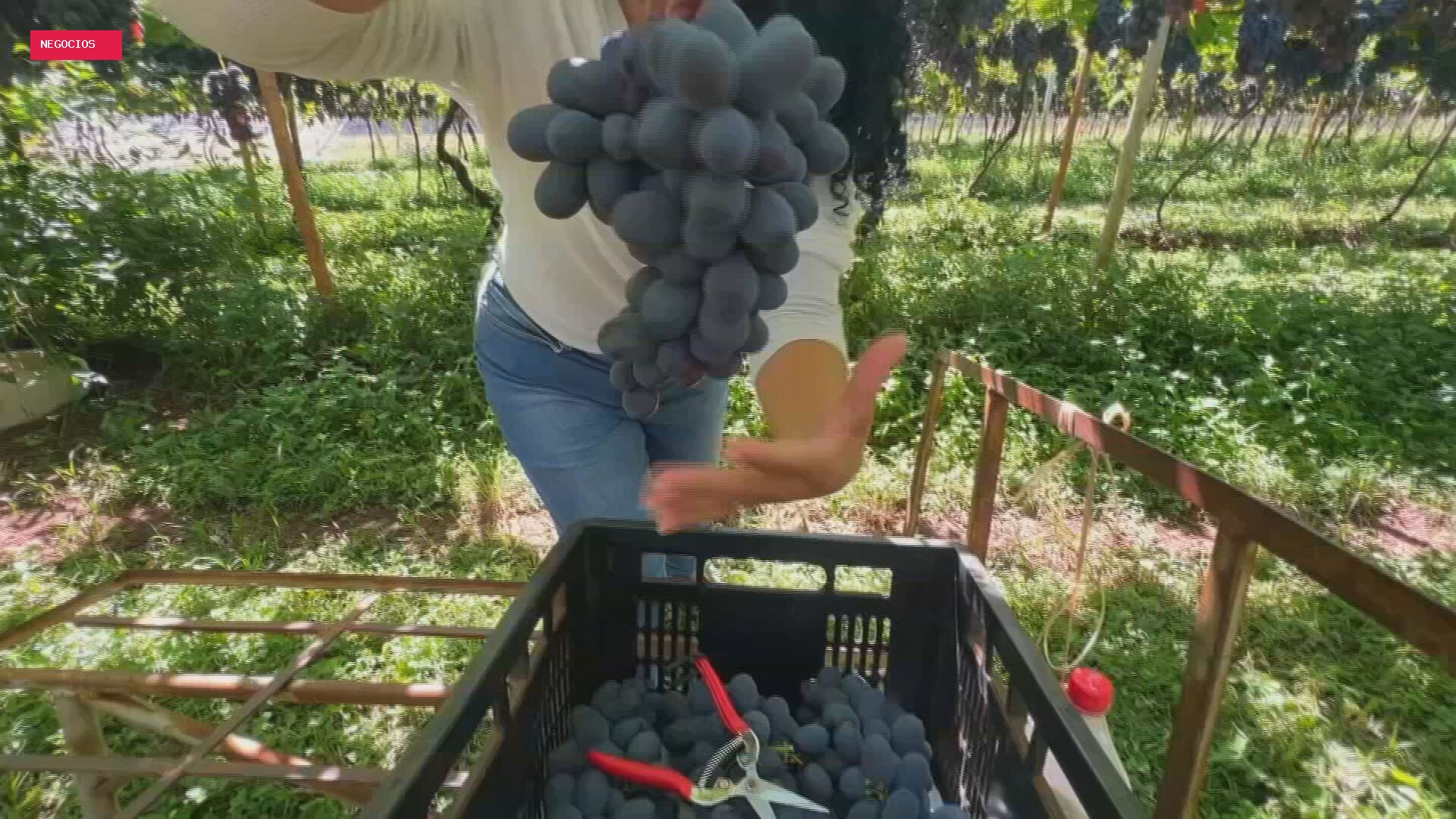 Uva núbia ganha espaço em Jales com alta produtividade e resistência ao clima