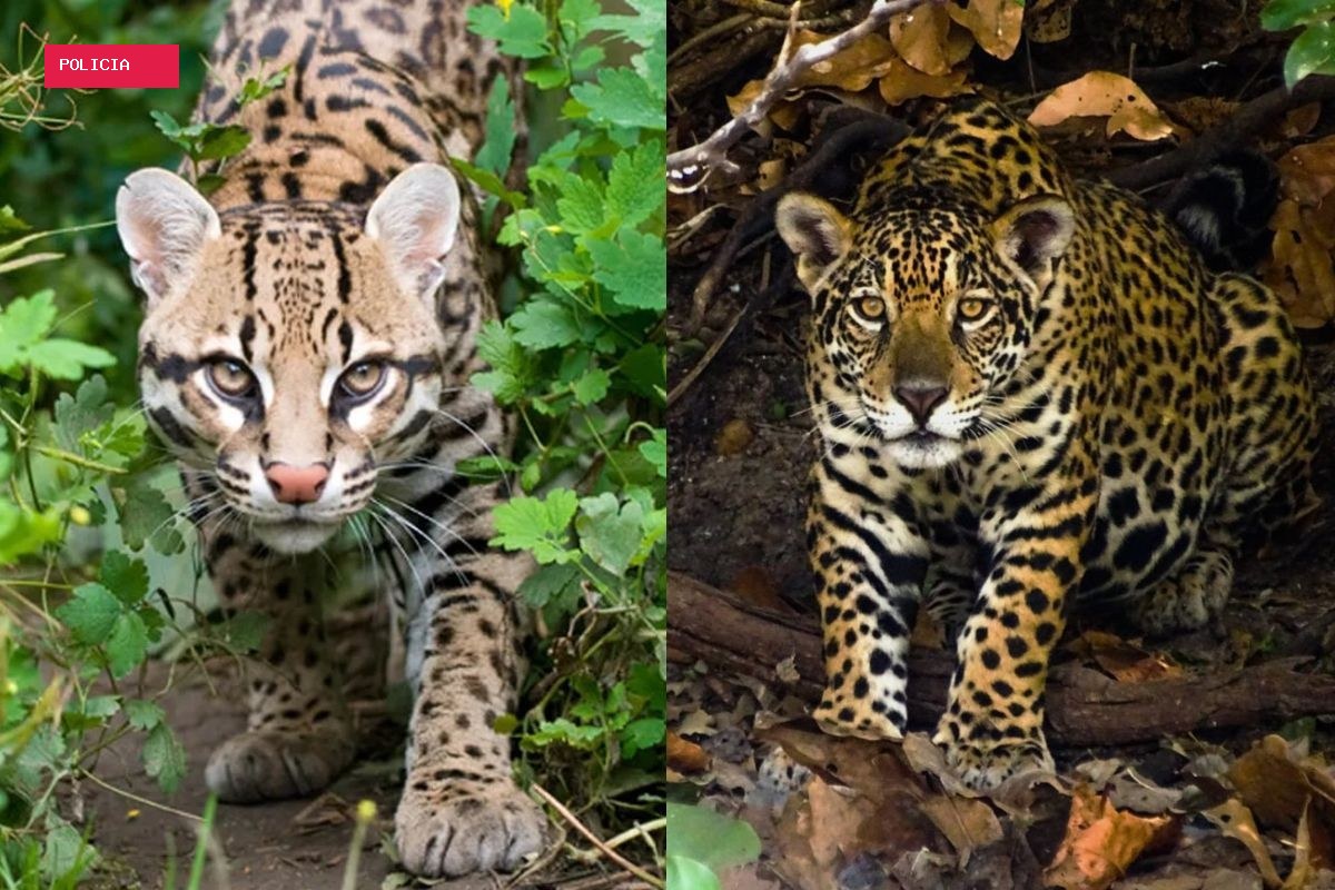 Onça-pintada? Encontro com felinos em canavial assusta trabalhadores e divide internet