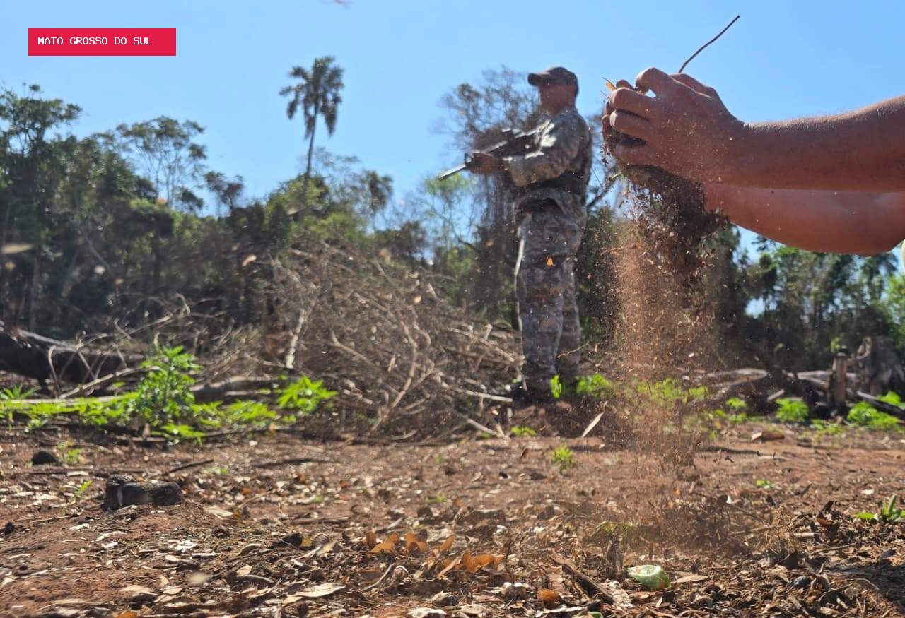 Combate ao tráfico agora inclui reflorestamento de áreas devastadas