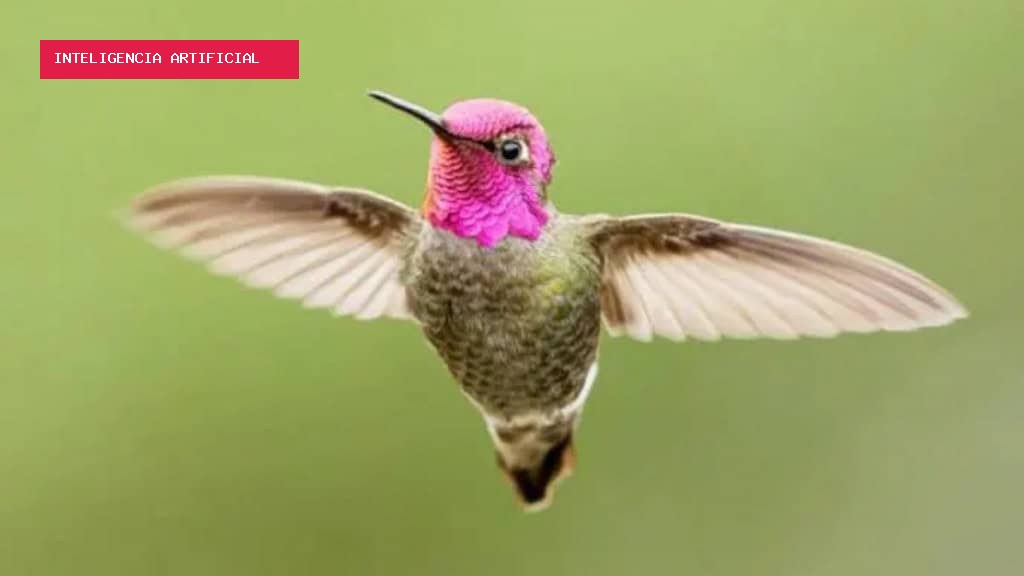 O truque do beija-flor para sobreviver à própria fome noturna