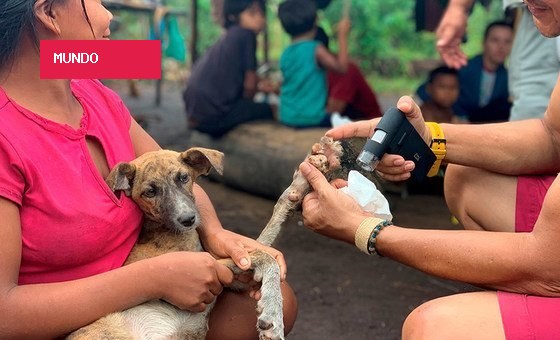 Chile elimina raiva transmitida por cães como problema de saúde pública