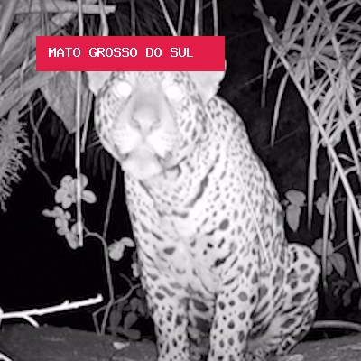 Curiosa, onça-pintada para e fica de olho em câmera no Pantanal