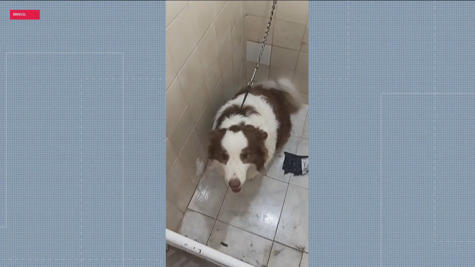 Donos de creche para cães em Botafogo são indiciados por maus-tratos após denúncia de ex-funcionário