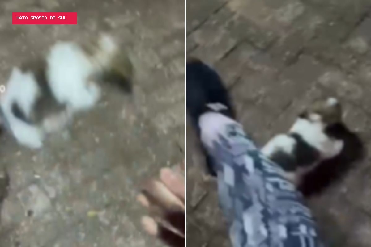 Influencer é presa após gravar e postar vídeo chutando filhote de shih-tzu em MS