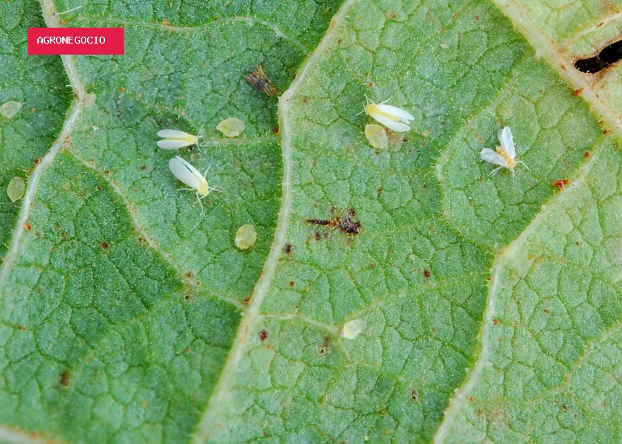 Além da ferrugem e outras pragas, mosca-branca exige atenção na soja; pesquisador detalha como poupar a