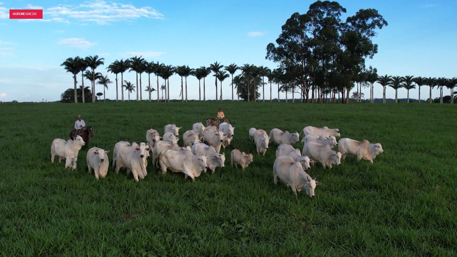 34 cidades do ES têm mais bois e vacas do que habitantes
