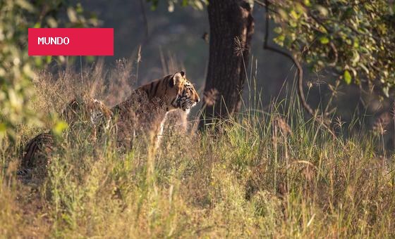 COP17 busca soluções para reverter perda de biodiversidade do planeta