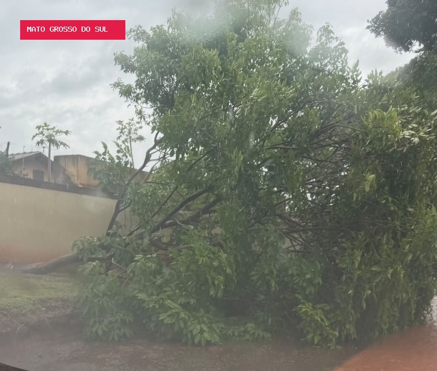 Chuva derruba árvore e interdita parte de rua no Pioneiros