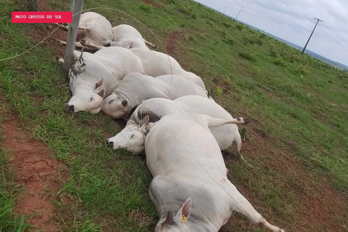 Fio de energia se rompe, mata 7 touros e causa prejuízo de R$ 112 mil em fazenda de MS