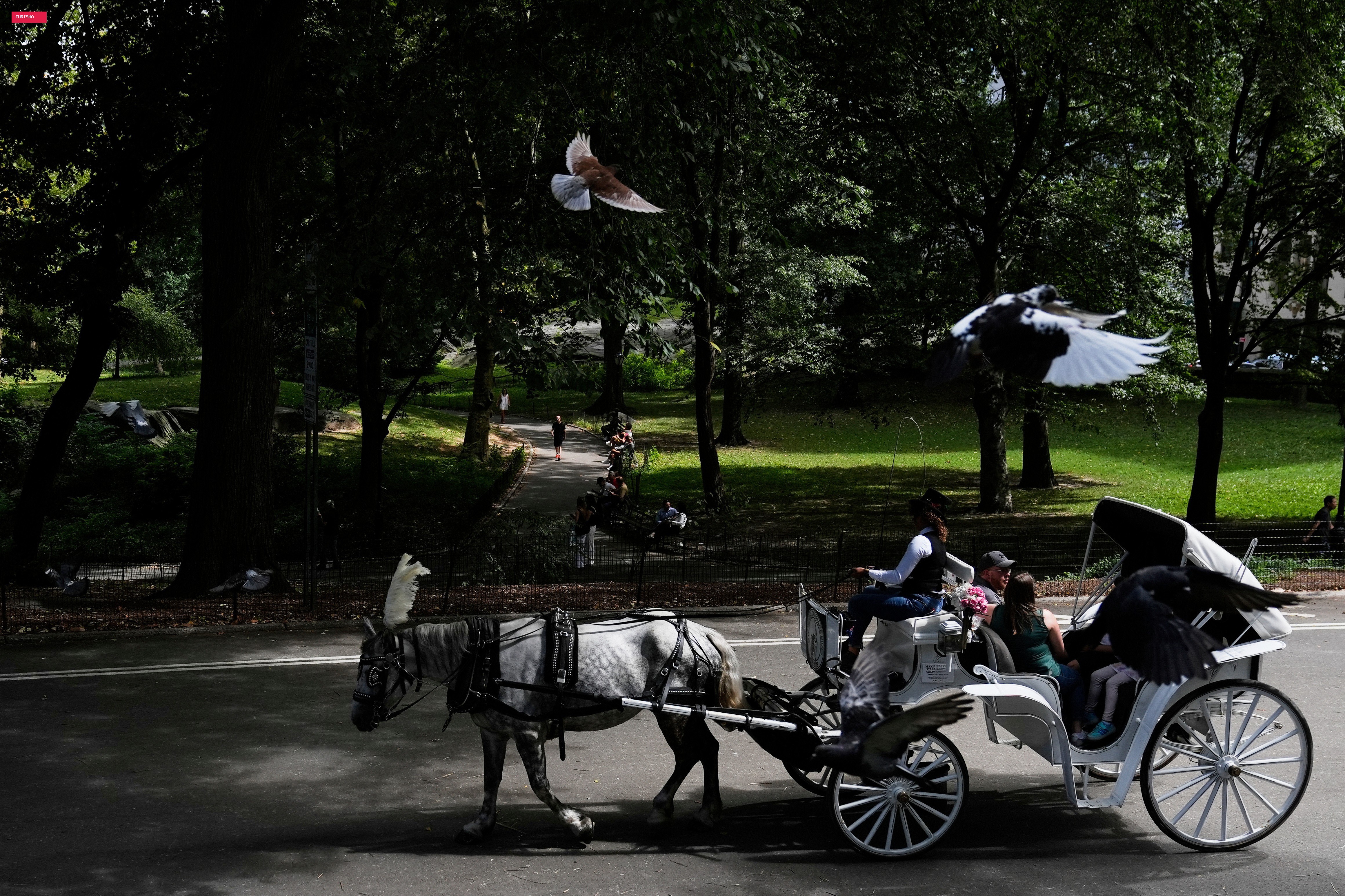 Nova York quer proibir passeios de carruagem no Central Park após morte de adolescente