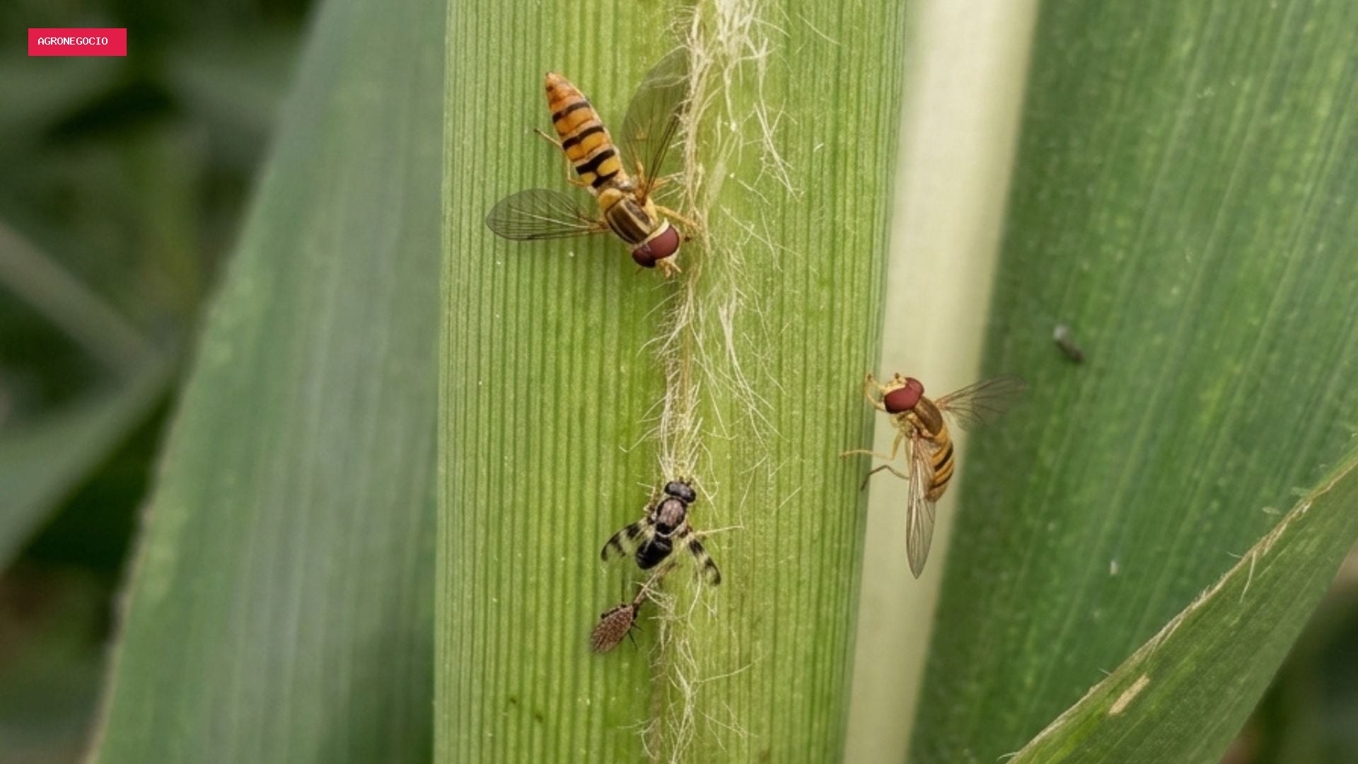 Controle biológico ajuda a reduzir pulgão-do-sorgo em lavouras de MG