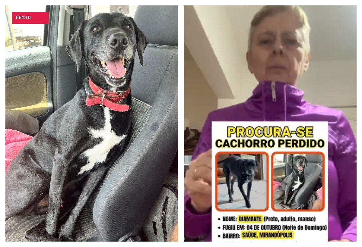 Família procura por cachorro ‘Diamante’, que fugiu de casa durante comemorações com fogos, em razão do 1°