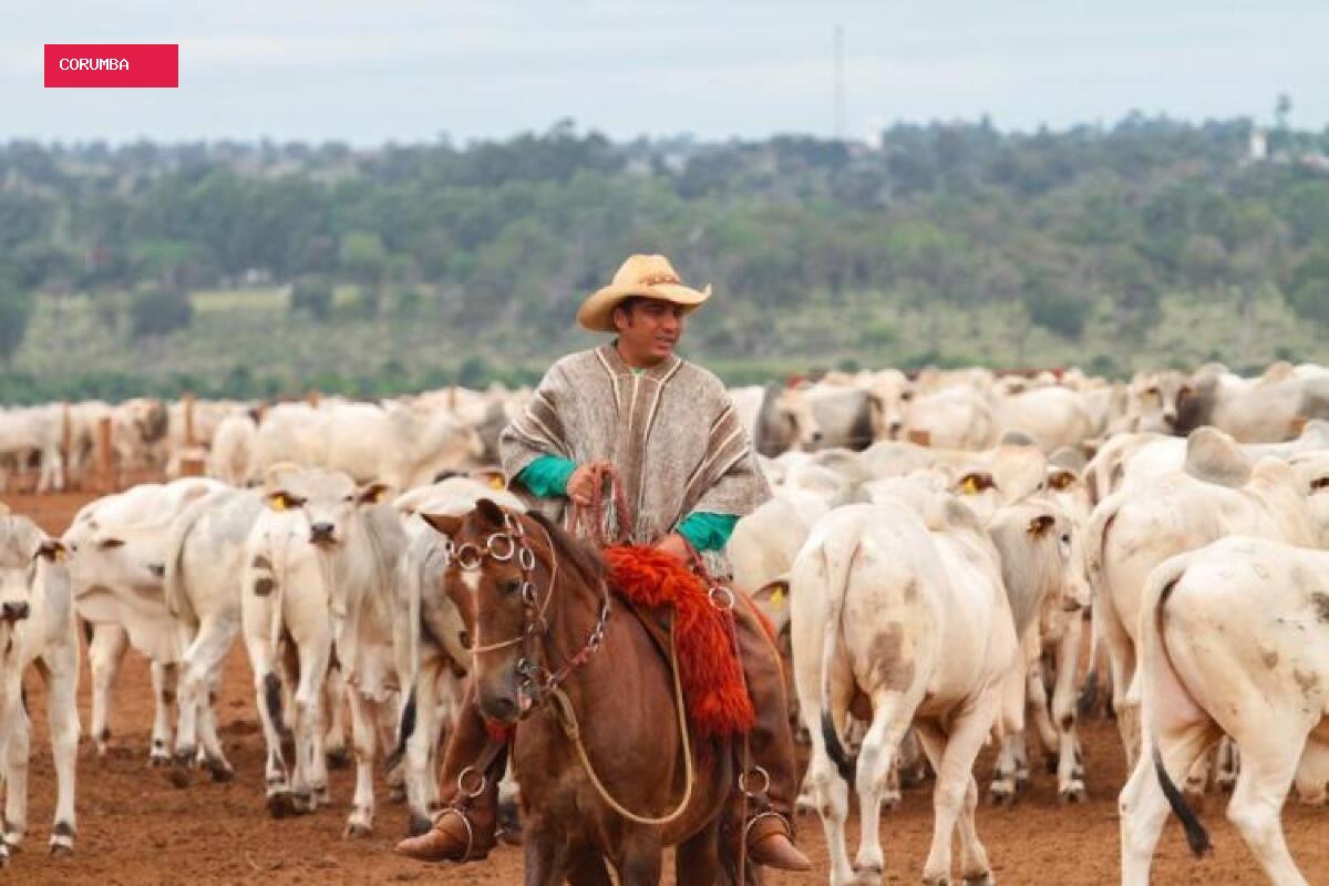 Corumbá concentra 2,2 milhões de bovinos e fica em 2º no país
