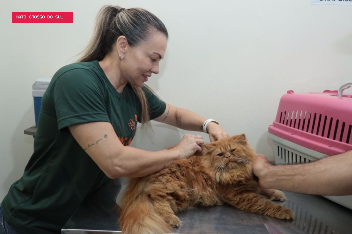 Saiba onde conseguir consulta veterinária e castração gratuitas para cães e gatos em Campo Grande