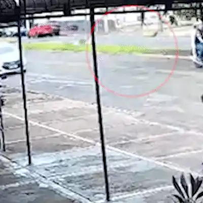 Arara-canindé é “atropelada”, aguarda resgate há mais de 1h