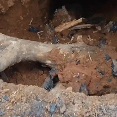 Galhos de árvore viram "tapa-buraco improvisado" por moradores