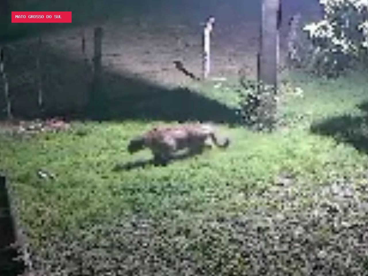 Onça-pintada é flagrada rondando casa após ataque a cachorro em fazenda de MS