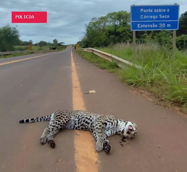 Jaguatirica morre atropelada na MS-382 e guia denuncia mortes frequentes