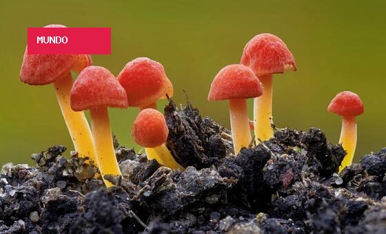 COP17: portuguesa lança estratégia para salvar fungos