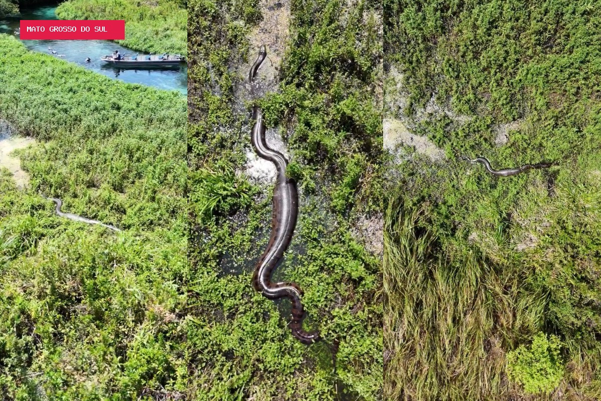 À procura de casal de sucuris, fotógrafo sobe drone e tem surpresa com cobras gigantes em Bonito