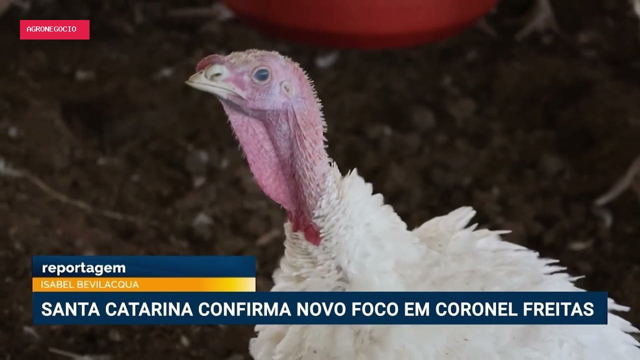 Santa Catarina confirma novo foco da doença de Newcastle em Coronel Freitas