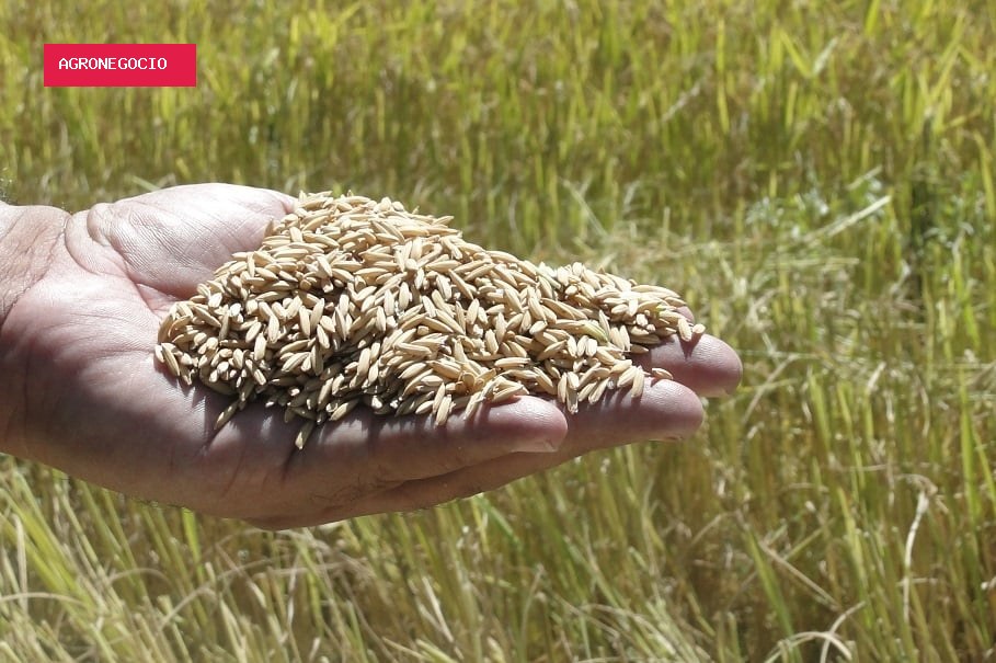 Retorno da exigência de licencialmento vai encarecer custos do arroz, dizem entidades