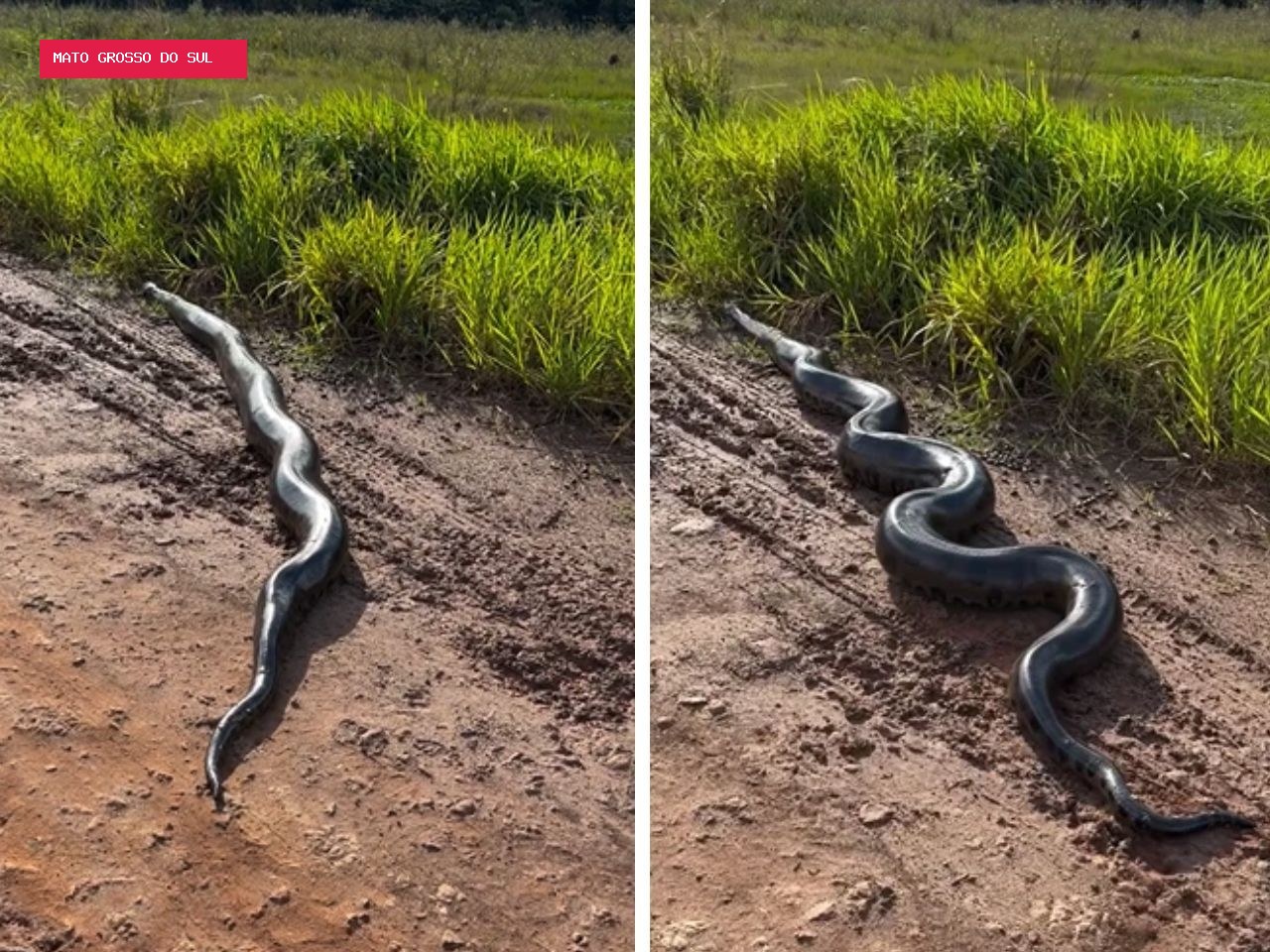 Fazendeiro flagra sucuri de cinco metros em estrada de MS: ‘Já encontrei várias’