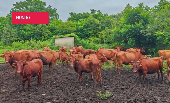 Pecuária global encara desafios para unir nutrição e sustentabilidade