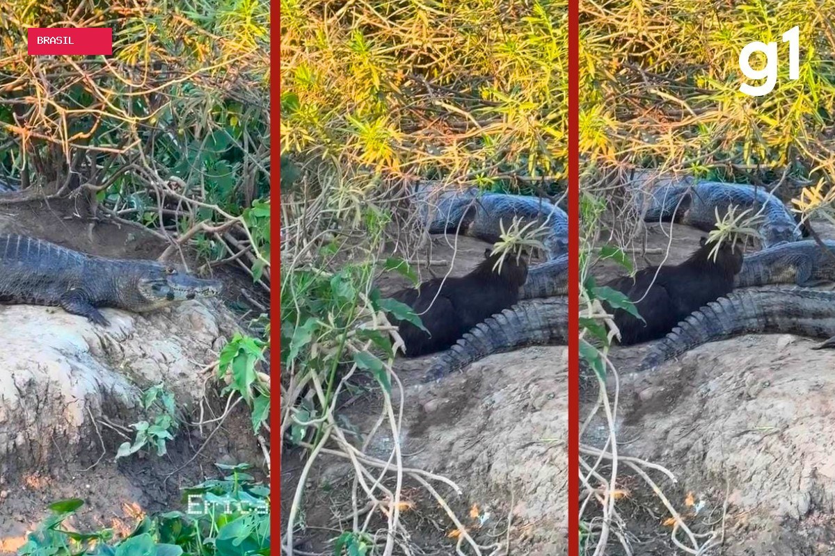 Capivara descansa entre jacarés na Transpantaneira em MT; biólogo explica comportamento