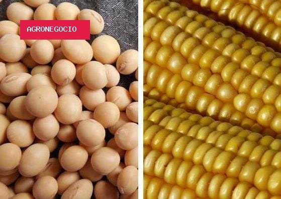 Custo de produção da soja e do milho dispara em MT e pressiona rentabilidade do produtor, diz Imea
