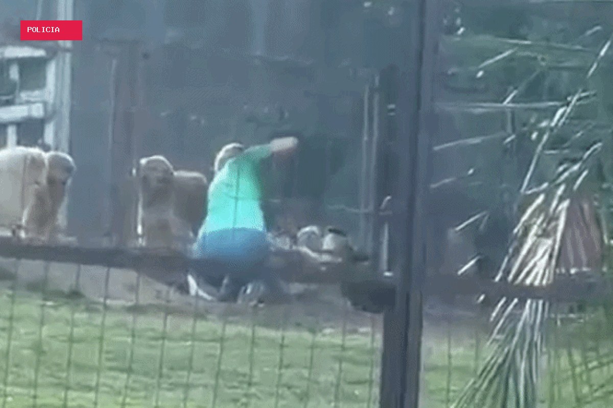 Tutor se revolta após cão ser agredido em hotel para pets: ‘O mínimo que a gente espera é segurança’