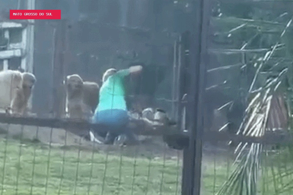 Vídeo mostra dona de hotel para pets agredindo cão hospedado no local; caso vai ao MP