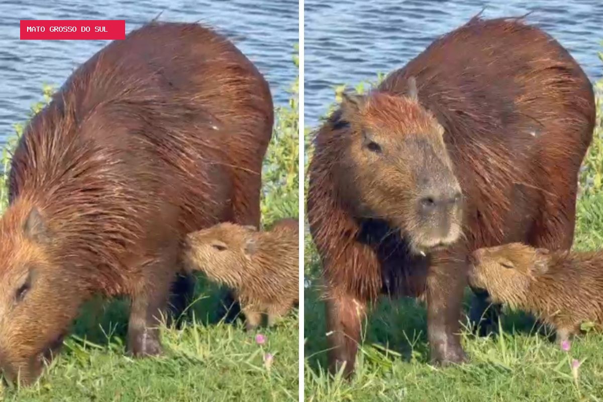 A cena de uma capivarinha mamando enquanto a mãe pasta no Pantanal; VÍDEO