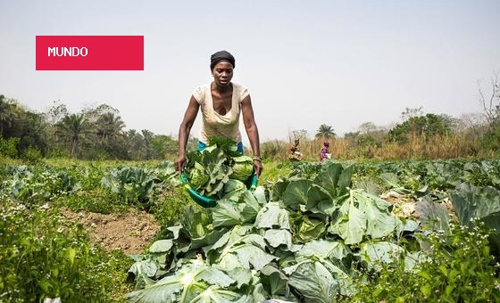 Brasileiras e angolana entre as 100 mulheres que transformam agricultura