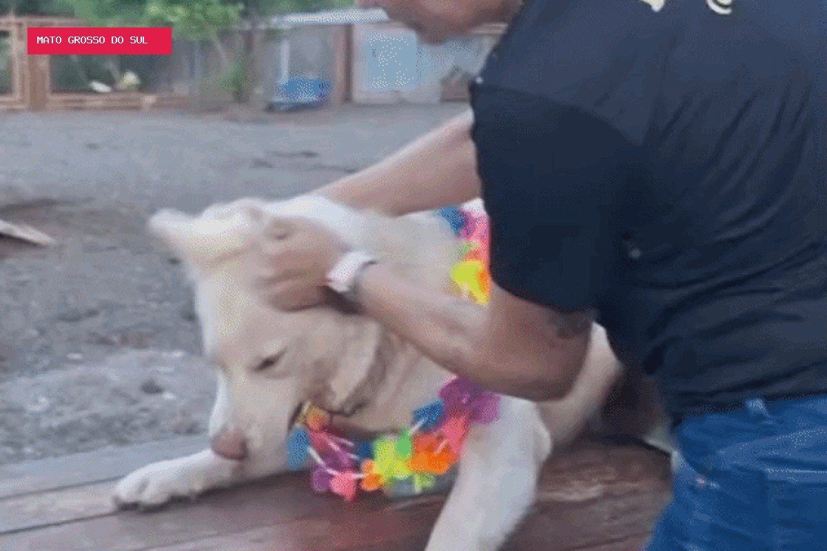 Entenda como dona de hotel para pets virou alvo da polícia após ser filmada batendo em cães