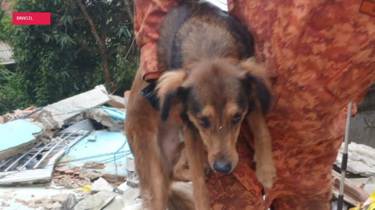 Adolescente reconhece choro de cachorro, e 'Romário' é resgatado após 5 dias sob escombros em Niterói