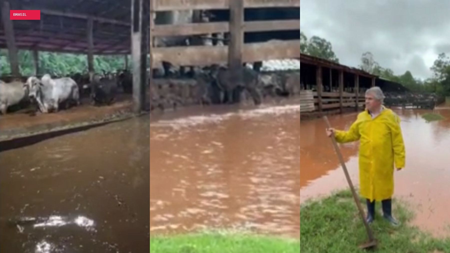 Rio transborda, alaga propriedade rural e arrasta bezerros após chuva intensa no Paraná