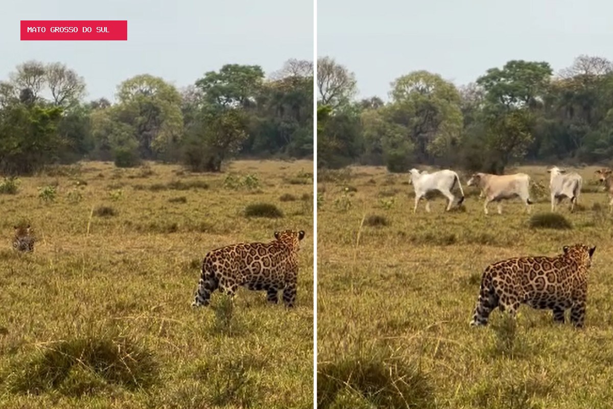 Vídeo mostra momento exato em que gado chega para assistir 'UFC do Pantanal' entre onças-pintadas