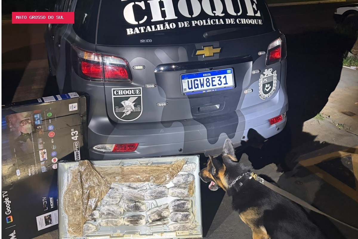 Cão farejador do Choque descobre TV recheada de maconha e jovem acaba preso em Campo Grande