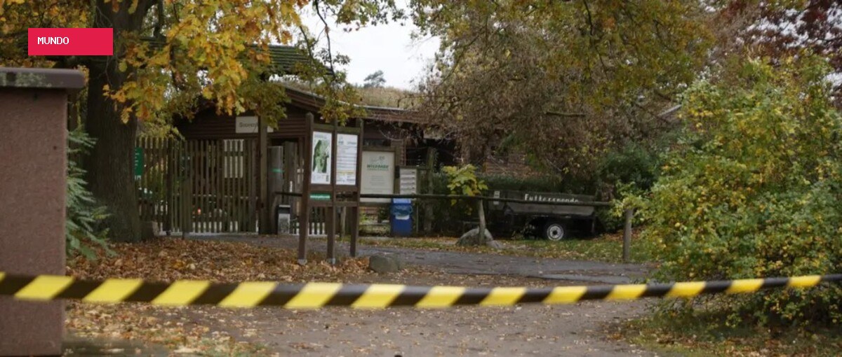 Menina de 8 anos é atacada por lobo em zoológico na Alemanha