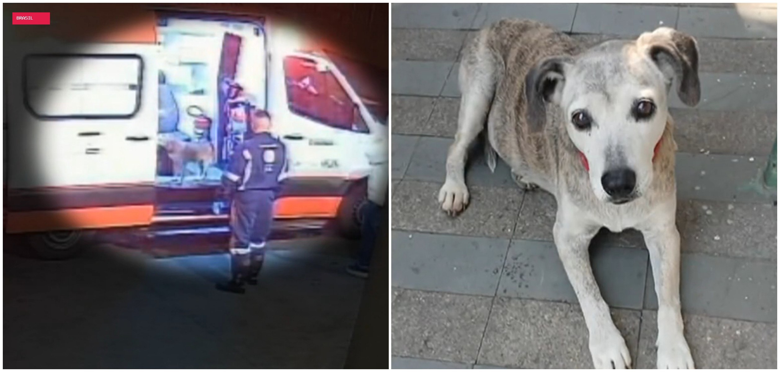 Após mais de um mês desaparecida, cachorrinha idosa que entrou em ambulância com tutor é encontrada em SP