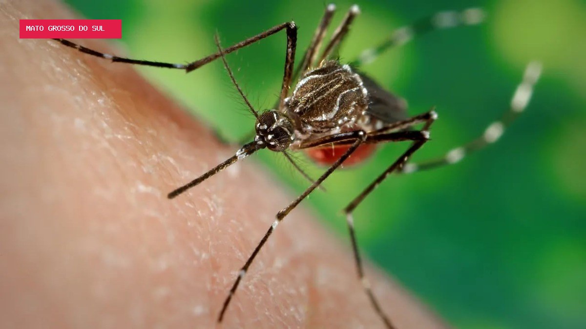 Boletim aponta 113 casos de doenças transmitidas por mosquito em MS