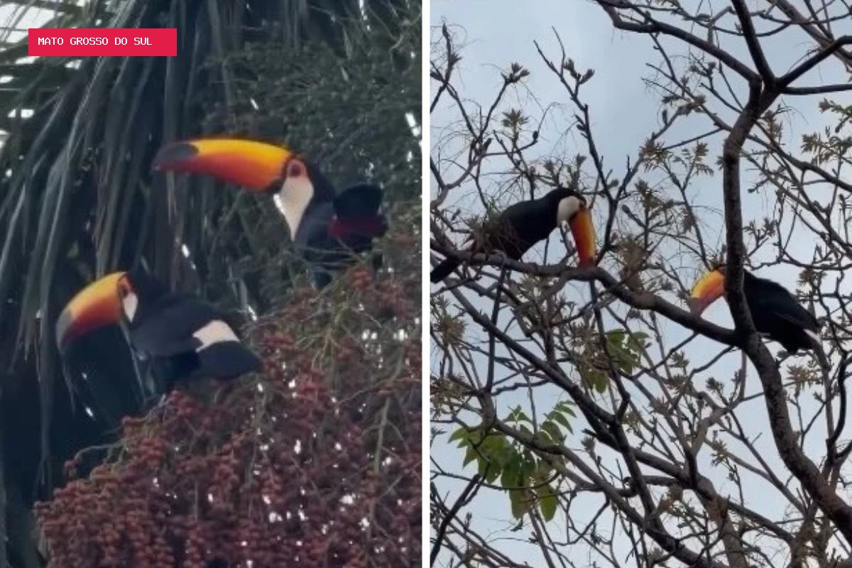 Fotógrafa registra casal de tucanos às margens do Rio Paraguai em MS