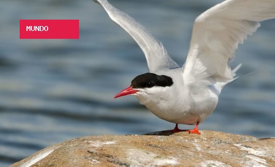 Pesca com espinhel ameaça cerca de 30 mil aves marinhas no Hemisfério Sul