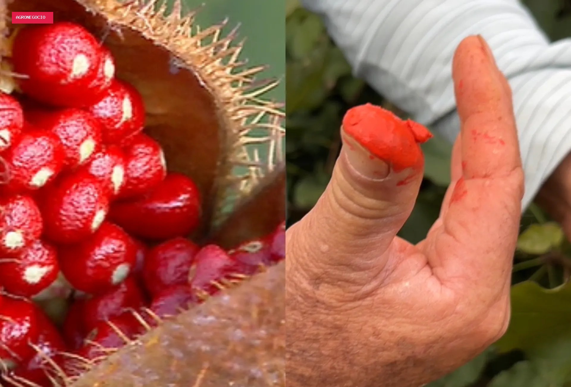 O fruto que dá cor ao colorau e virou alternativa à soja e ao milho no agro de MS