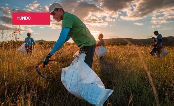Brasil é destaque em relatório sobre avanço da restauração da natureza no mundo