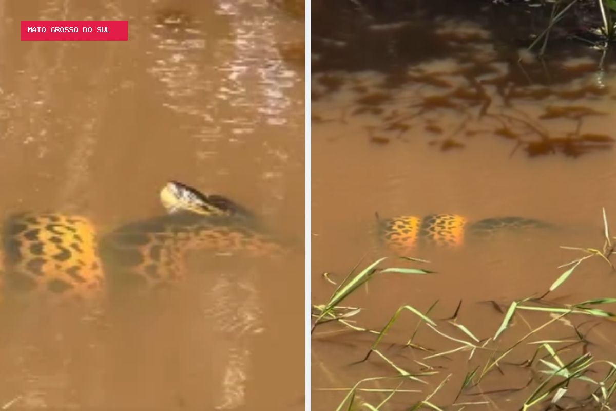 A batalha de tirar o fôlego: sucuri é flagrada esmagando jacaré submerso